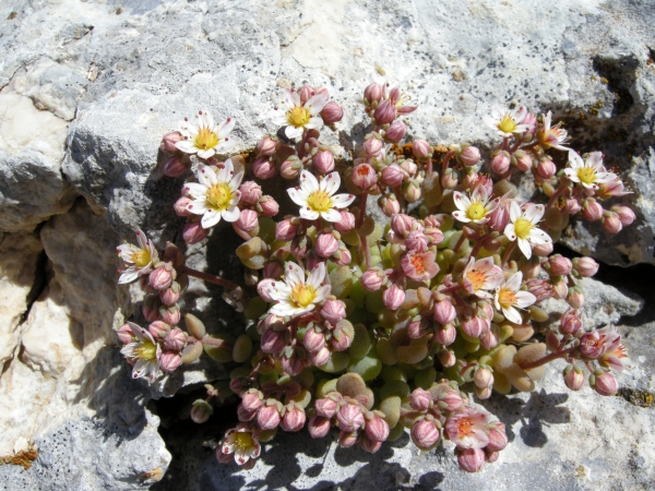Sedum dasyphyllum / Borracina cinerea